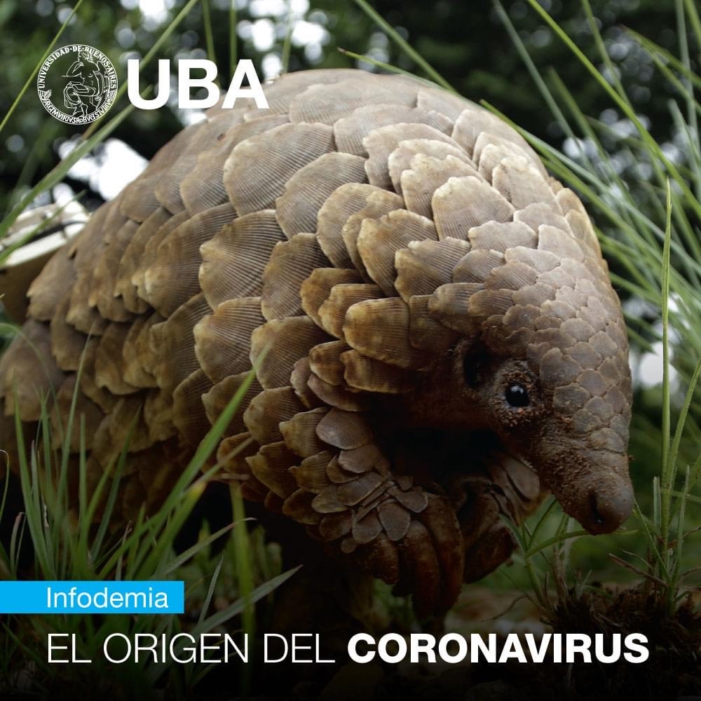 Pangolin